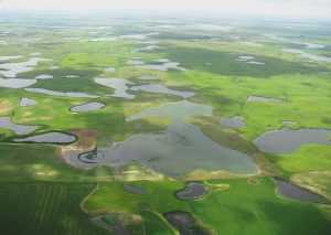 Aerial image of prairie pothole ponds.